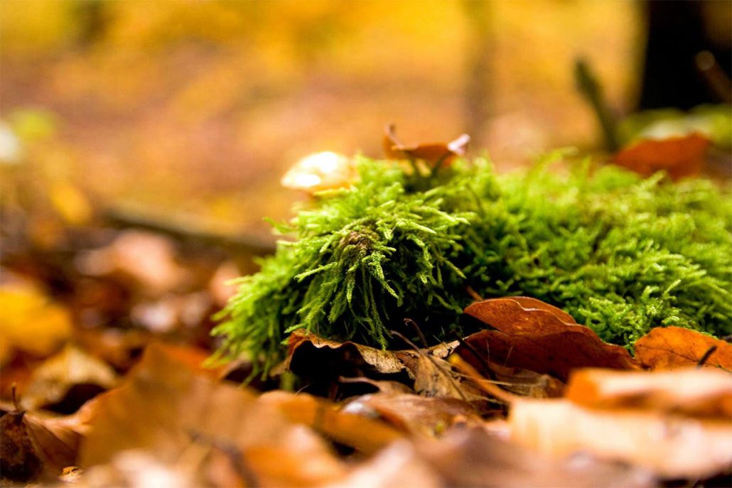 herbst2_web